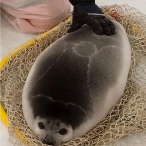 Meet your Posher, Violet